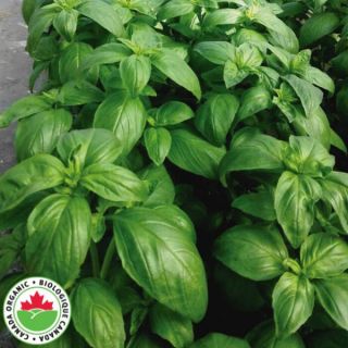 Prospera Organic Basil Thumbnail